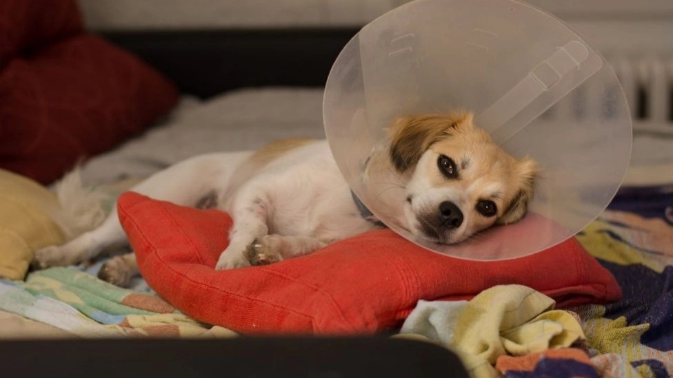 Benefits of neutering pets Benefits of neutering pets